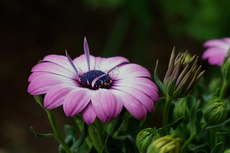 Botanic Utopias