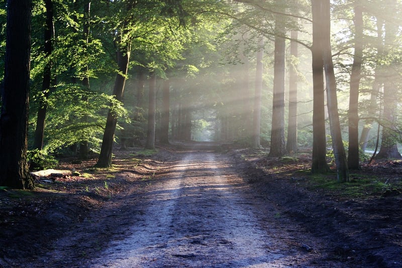 Whispering Trails
