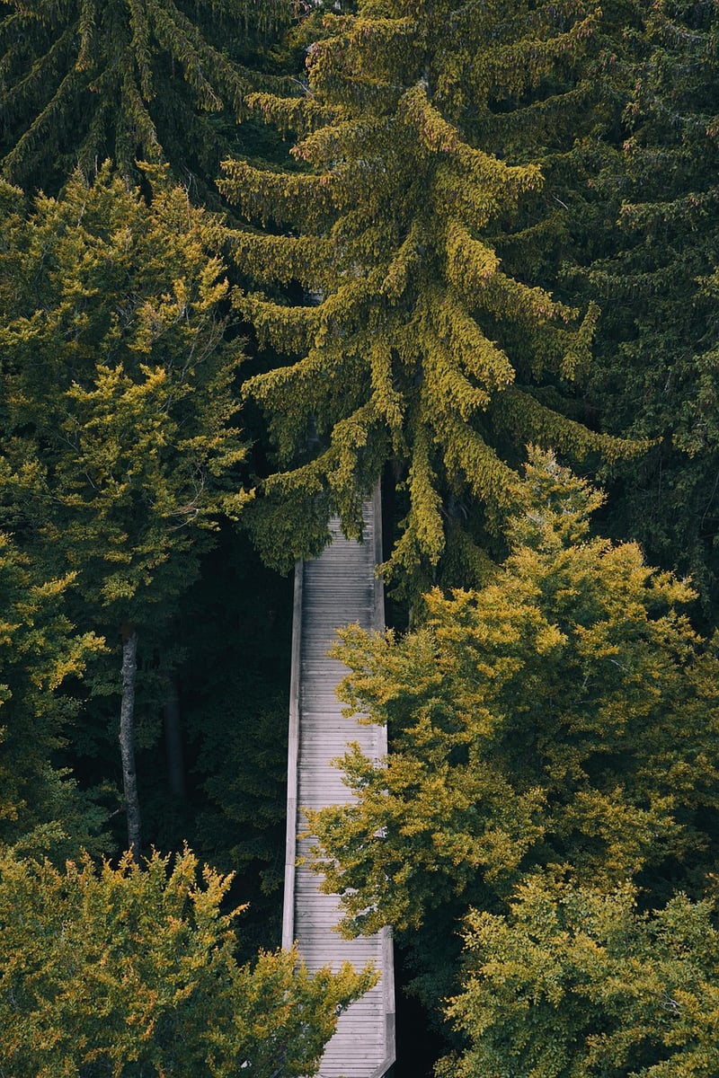 Enchanted Pathway