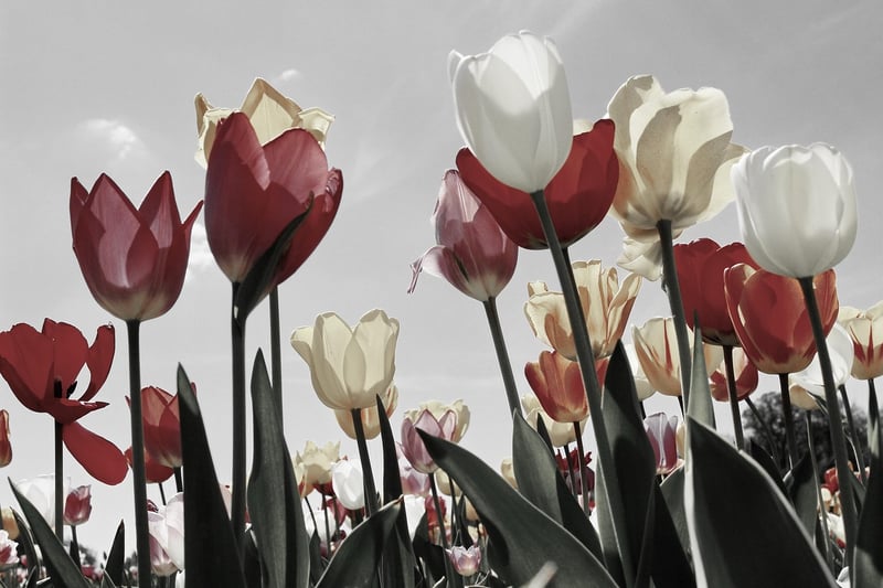 Tulip Fields